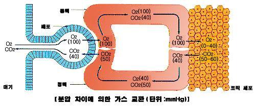 1) 가스교환 (4 단계 ) 1 외부공기와허파꽈리사이 2 허파꽈리와혈액사이 3 모세혈관내혈액과조직세포사이 4 세포내의 O 2 소비와 CO 2 생성 (1) 가스분압 - 대기의총대기압 : 760 mmhg (N 2, O 2, CO 2 등을포함한혼합체 ) - 분압 :