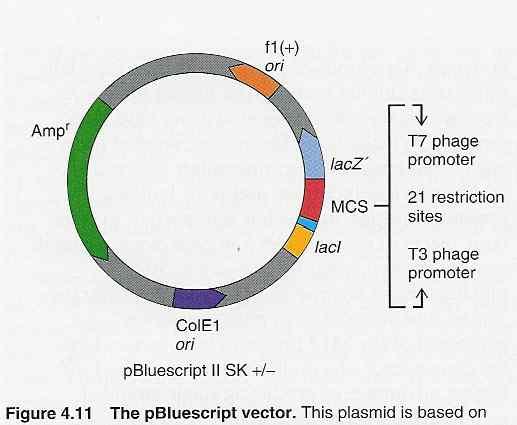 6. Virus( 바이러스 ) 이동성유전물질 질병의원인 세포대사나재조합기술개발 핵산 capsid( 외피단백질 ) 박테리오파지 T4 (T4-bacteriophage) Life cycle ( 생활환 ) :