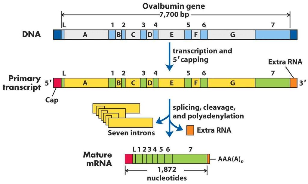7. RNA