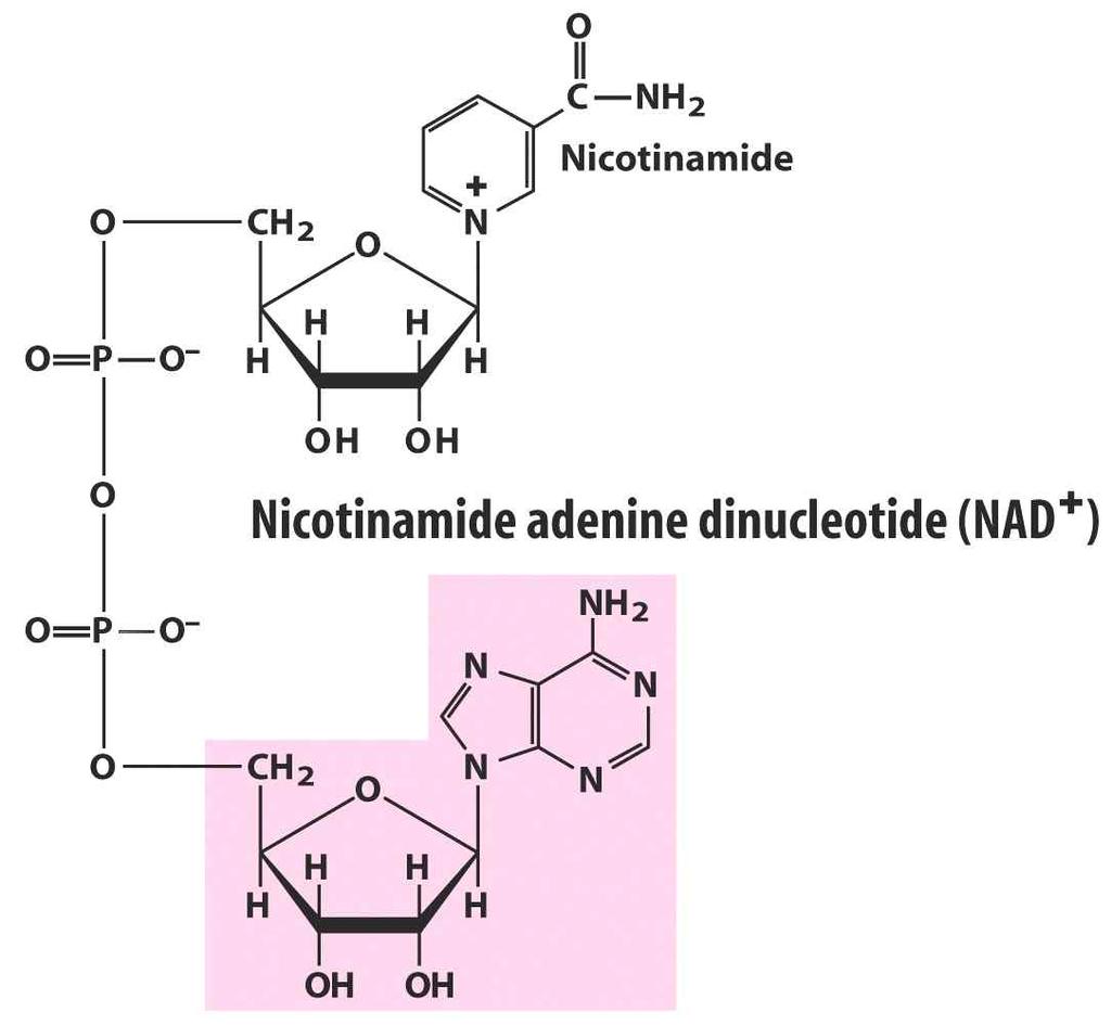 Point : 생리활성이있는 nucleoside adenosine( 심박동조절, 수면조절 ) 3) Nucleoside 이인산및삼인산 (Cyclic nucleotide) : regulatory function 1 Adenosine 3', 5'-cyclic monophosphate