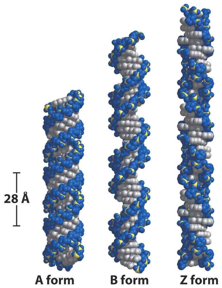 34 nm/base pairs, 18-19 H 2 O/nucleotide right handed helix relatively devoid of water 2.5 nm/turn, 0.