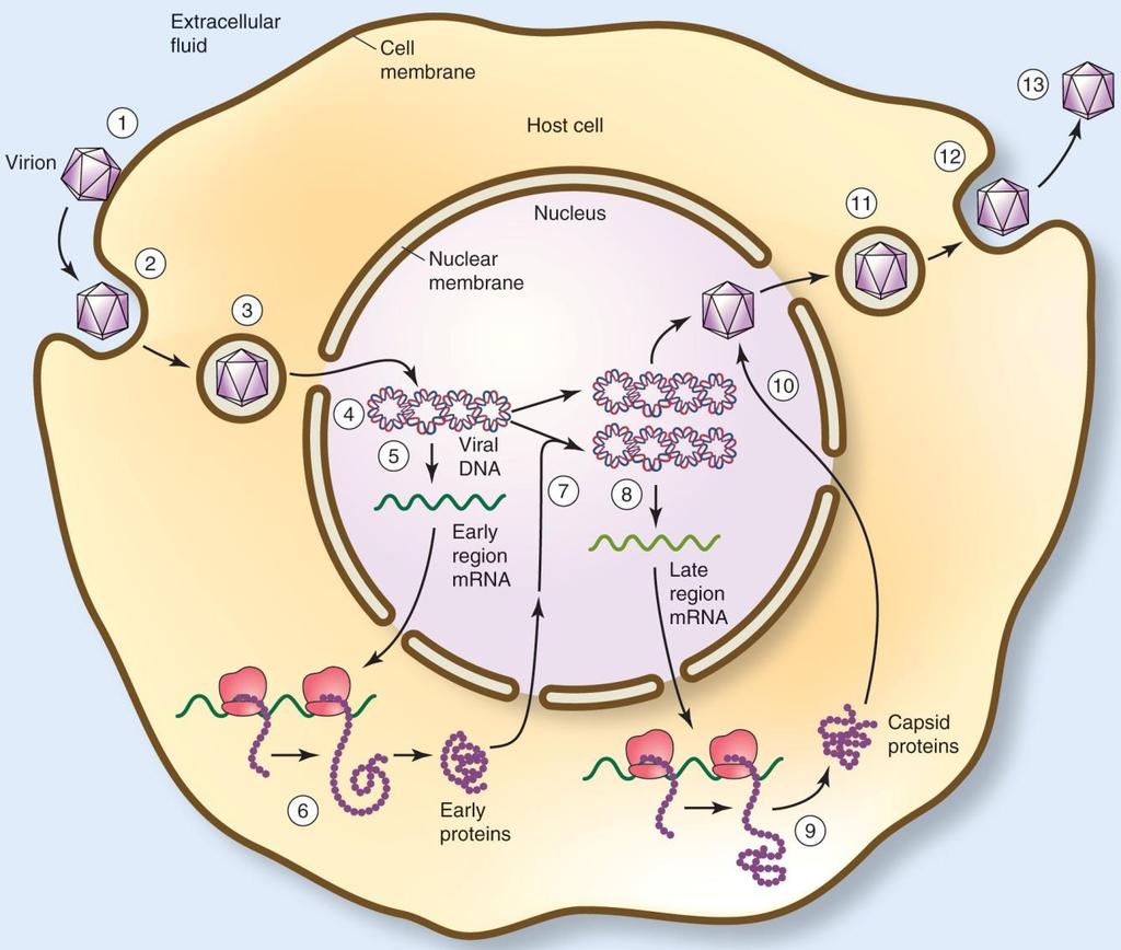 Replication cycle of the polyomavirus 1 virion 이 cell surface 에 adsorb 2 endocytosis 에의하여들어옴 3 핵내로이동하나아직기작은모름 45 coat 가벗겨지고 early region 이전사됨 6 early protein (T antigen) 해독 7 T antigen 에의해 DNA 가복제 8