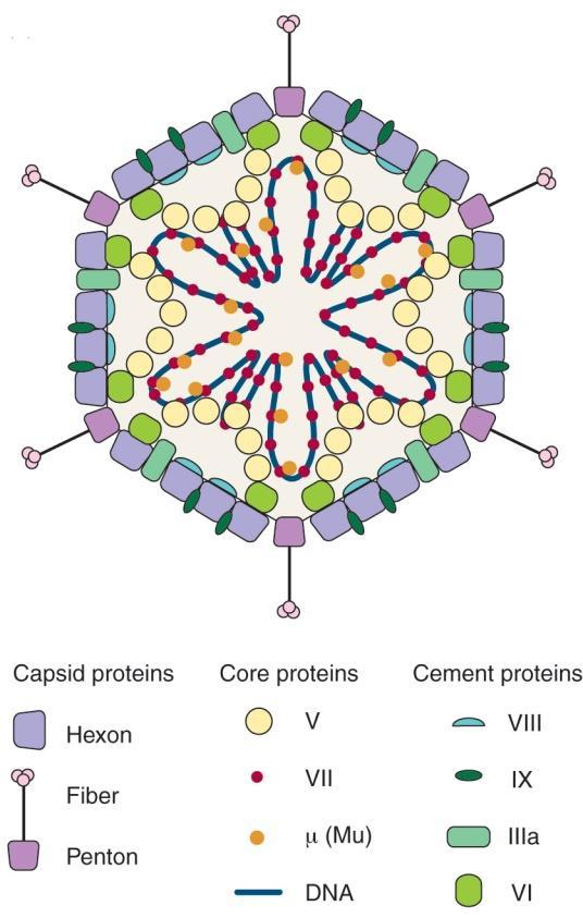 각각의 penton 에는 viral polypeptide III 의 5copy 가존재하며외부로돌출된 fiber 에연결나머지 240 capsomer 는 6 면을갖고있어 hexon 이라고한다.
