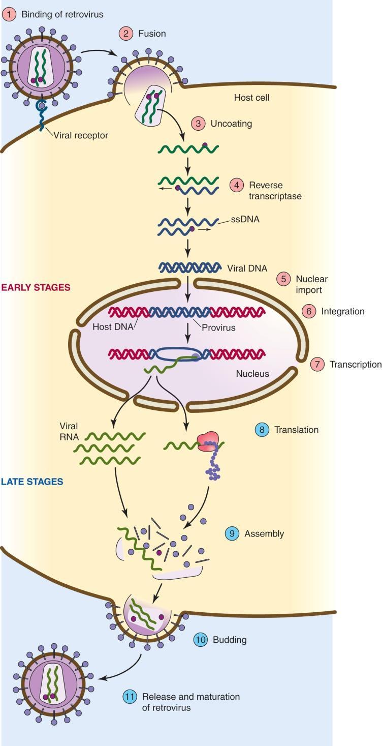 Retrovirus life cycle Retrovirus 는 cell surface 의특정 receptor 에결합을하고 virion membrane 과 cell membrane 이 fusion 을하여 cytoplasm 으로들어간다. HIV 는사람의 T helper cell 표면의 CD4 receptor 에결합한다.
