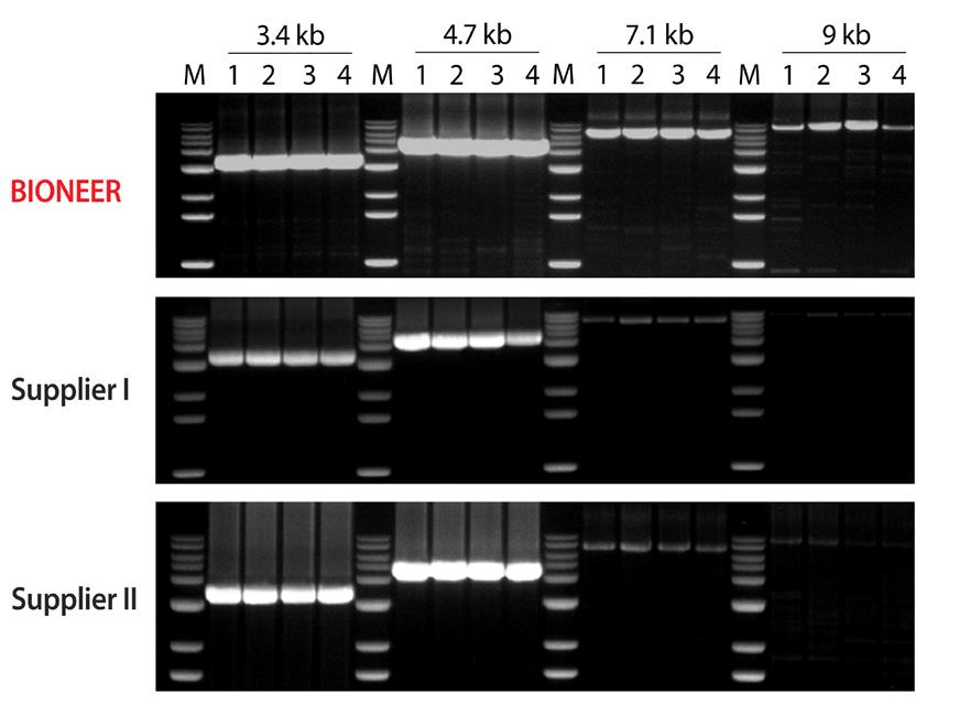 AccuPower RocketScript RT PreMix, RNase H Minus 는독자적유전공학기술을이용하여 RNase H 활성을제거하여 long target RNA 의 cdna 합성에유용하며신장성및민감도가 뛰어나 1 pg 의 human total RNA 에서도성공적으로 cdna 를 합성할수있습니다.
