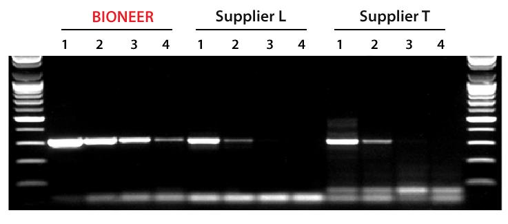 고감도 one-step RT-PCR 제품을이용하여 RNA 를대상으로하는각종바이러스검사및 gene expression 분석실험등에유용하게사용할수있습니다. 각 tube 에 1 회 사용분량이분주된 single use 제품으로써 master mix 제품의 반복사용에따른 cross contamination 을방지할수있습니다.