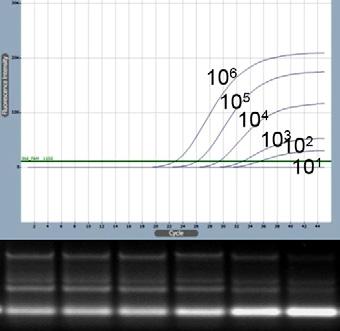 AccuPower Dual-HotStart RT-qPCR PreMix & Master Mix RT 와 qpcr 에 Hotstart 기술을적용하여높은특이성 / 민감도로 One-step RT-qPCR AccuPower Dual-HotStart RT-qPCR PreMix 는종래에비특 이적으로일어나는역전사반응의문제점들을근본적으로개선 한 Hotstart