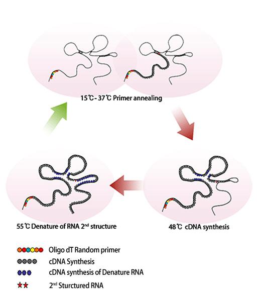 Bioneer Technology for high performance in cdna synthesis Cycle Temperature Reverse Transcription (CTRT) cdna 합성효율을극대화하기위한순환적역전사반응 고온에서 2 차구조형성을해소하여 full-length cdna 합성에적합