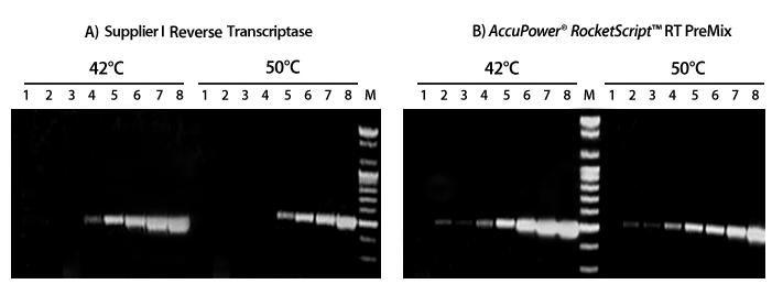 AccuPower RocketScript RT PreMix 2 차구조 RNA 의 cdna 합성 AccuPower RocketScript RT PreMix 는바이오니아가단백질공학을적용하여개발한 Thermostable RTase (RocketScript Reverse Transcriptase) 를사용하여기존에어려웠던복잡한 2 차구조 RNA 의 cdna