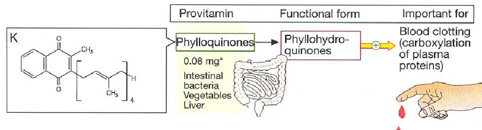 Vitamin K 프로스롬빈 (prothrombin) 합성작용, 혈액응고인자로서의작용 장내세균에의해합성 Vitamin K1 (phylloquinone) Vitamin K2