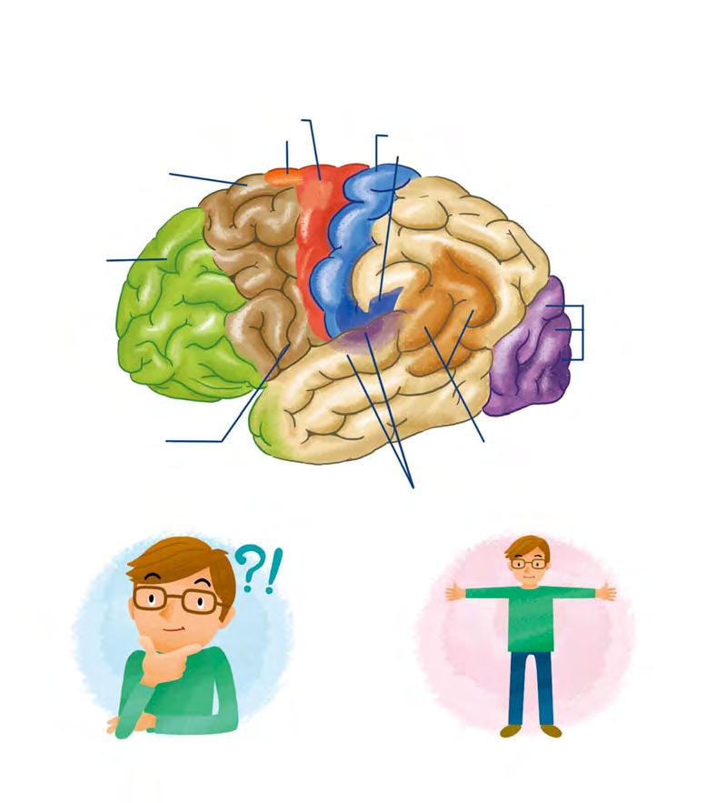 뇌는크게대뇌, 소뇌, 뇌간 ( 숨골 ) 로나뉘어집니다.