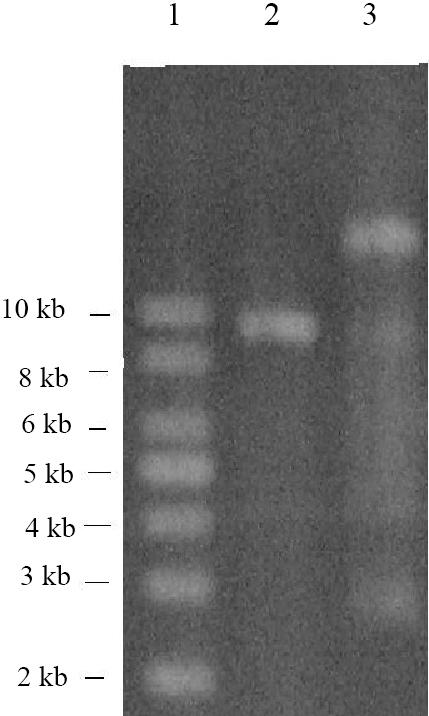 DNA 형태적응을거친파지 P4 의정성연구 123 Table 1. EOP of various P4 delri::kmr phage stocks Phage EOP (P2 sir3) a P4 delri::kmr (P2 sir + lysogen) b 7.4±1.3 10-4 P4 delri::kmr (P2 sir3 lysogen) c 7.5±1.