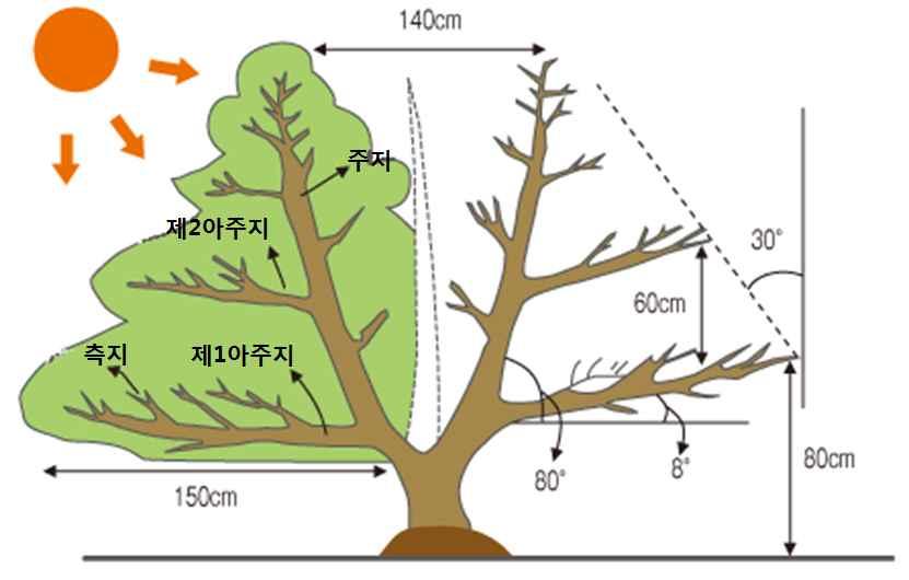 넓게 < 만감류의개심자연형 > <