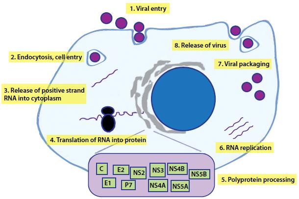 SYMPOSIUM 1. A Present and Future in Treatment Options of Chronic Viral Hepatitis C Figure 1. Hepatitis C viral life cycle. Figure 2. Hepatitis C virus protein processing.