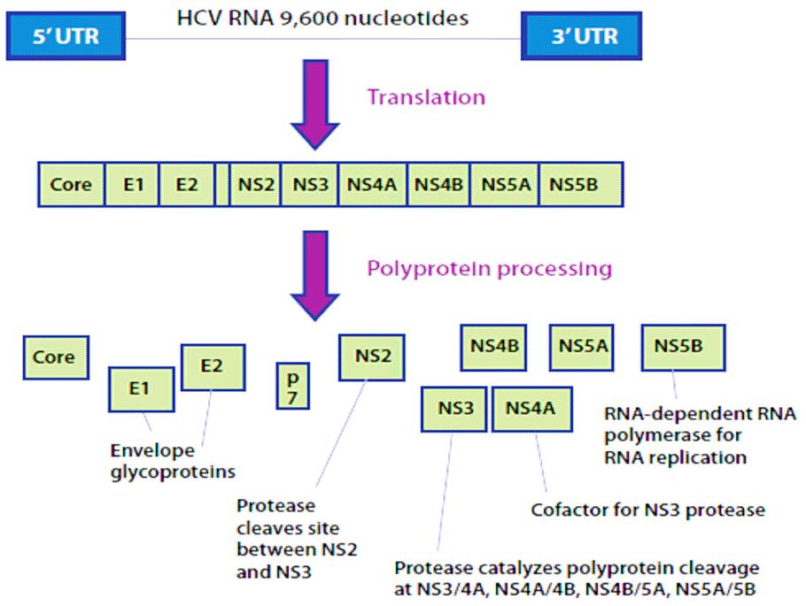 이중 HCV protease와 HCV polymerase 의구조를파악하는것은현재개발중인각효소들에대한억제제를이해하는데무엇보다중요하다 (Fig. 2) 참고로, HCV는증식과정중에 DNA가생성되지않아숙주의 DNA로끼어드는일이일어나지않으므로 B형간염바이러스와는달리바이러스를지속적으로혈청에서제거할수있는독특한점이있다.