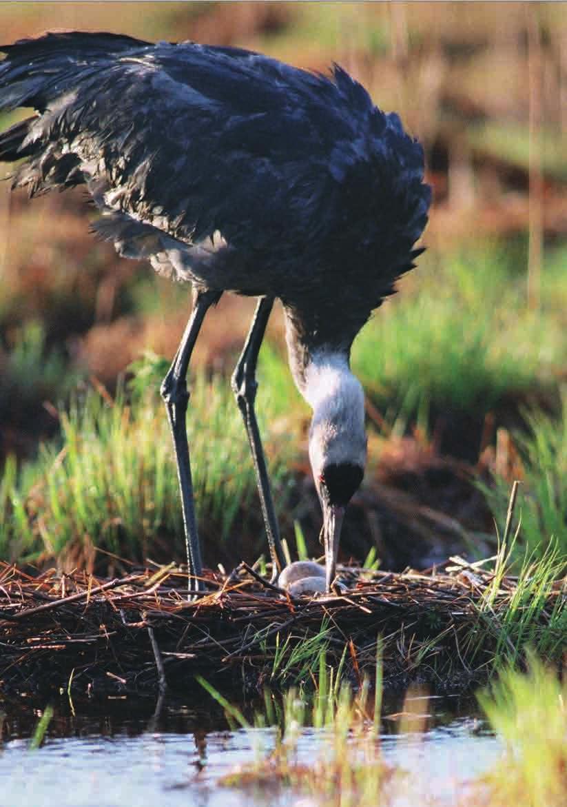 GUO YUMIN 잔허 (Zhanhe) 습지국가자연보전구역의흑두루미성조와어린새