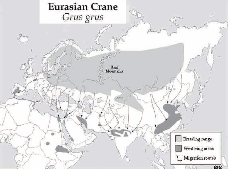 검은목두루미 Grus grus Eurasian Crane 검은목두루미 (Eurasian Crane, Grus grus) 는전세계약 25만여개체가서식한다. 스칸디나비아반도에서시베리아북동부지역까지폭넓게분포한다.