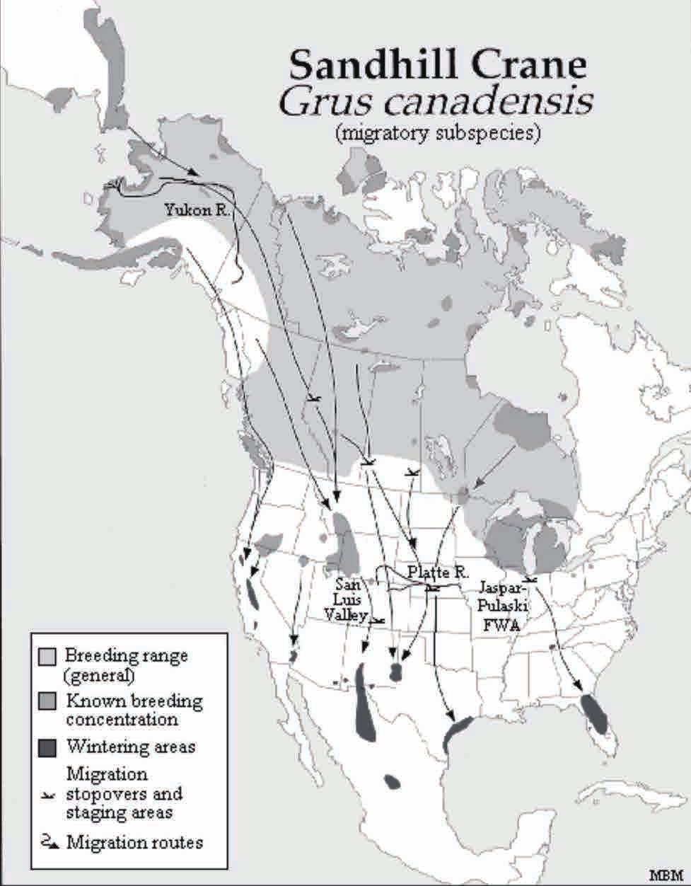 5kg 개체수 ~650,000 경향증가중 아종 Grus canadensis canadensis (Lesser Sandhill) Grus canadensis tabida (Greater Sandhill) Grus canadensis pratensis (Florida Sandhill) Grus