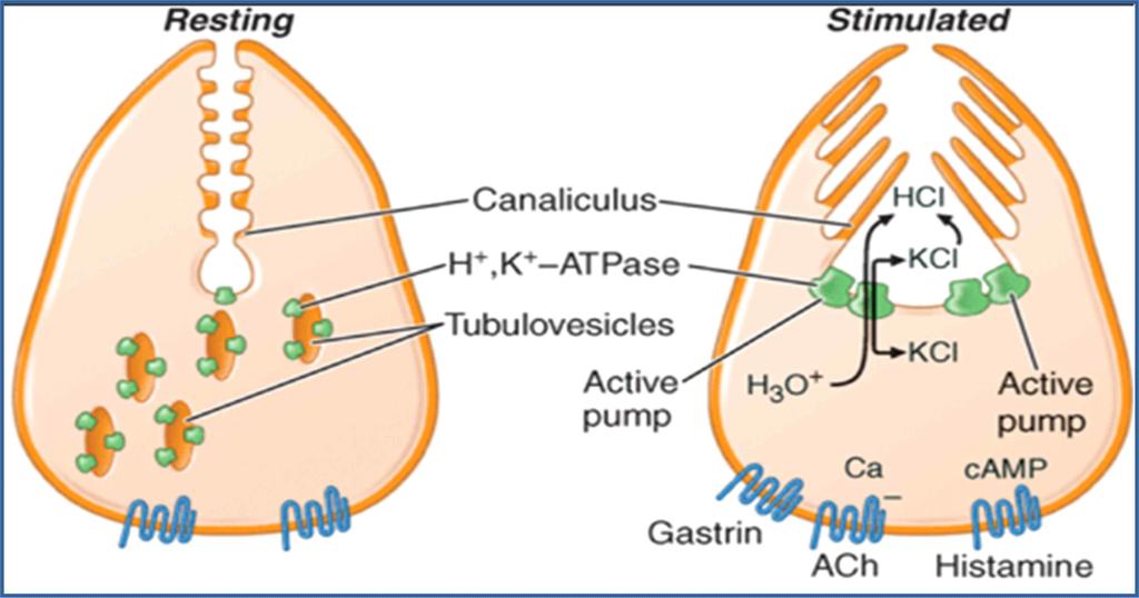 K+-ATPase 이다. 히스타민은벽세포 (parietal cell) 의 H2 수용체에결합하여세포내의 camp 농도를높이고 protein kinase A 효소를활성화시킨다.