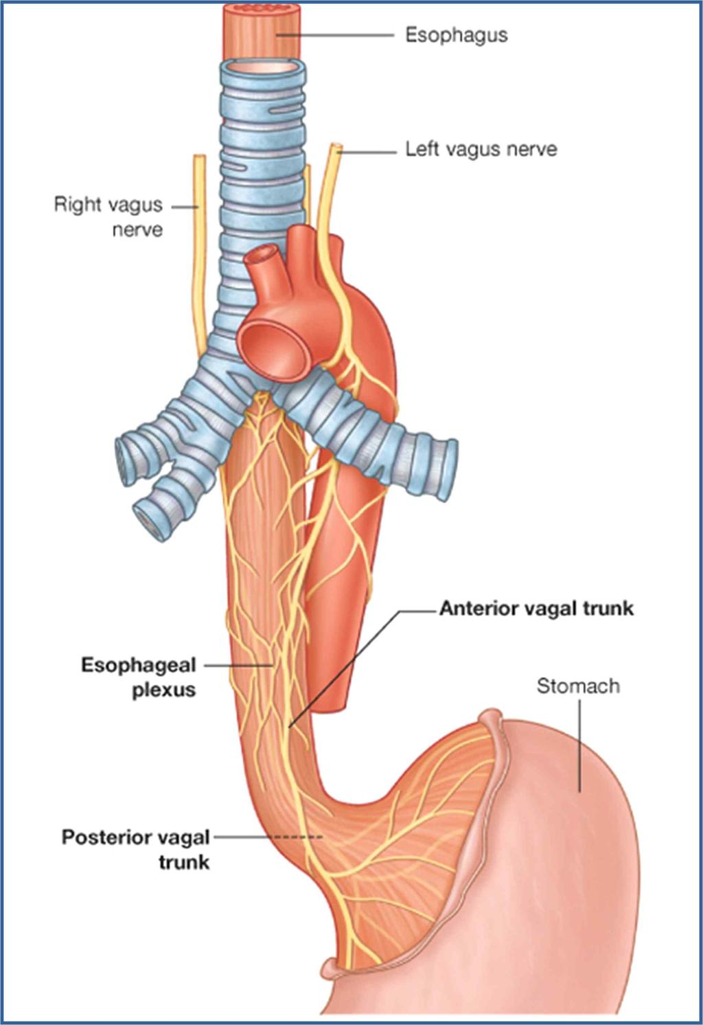 Esophageal Plexus 횡격막하부는왼쪽의앞미주신경줄기가앞위가지 (anterior gastric branch) 와간가지 (hepatic branch) 로분지되며,