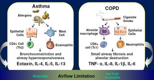 Inflammatory Cascade Differs Between Asthma