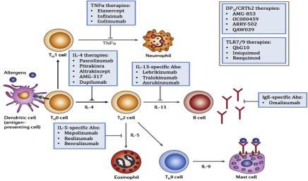 Major immunologic pathways and biologic