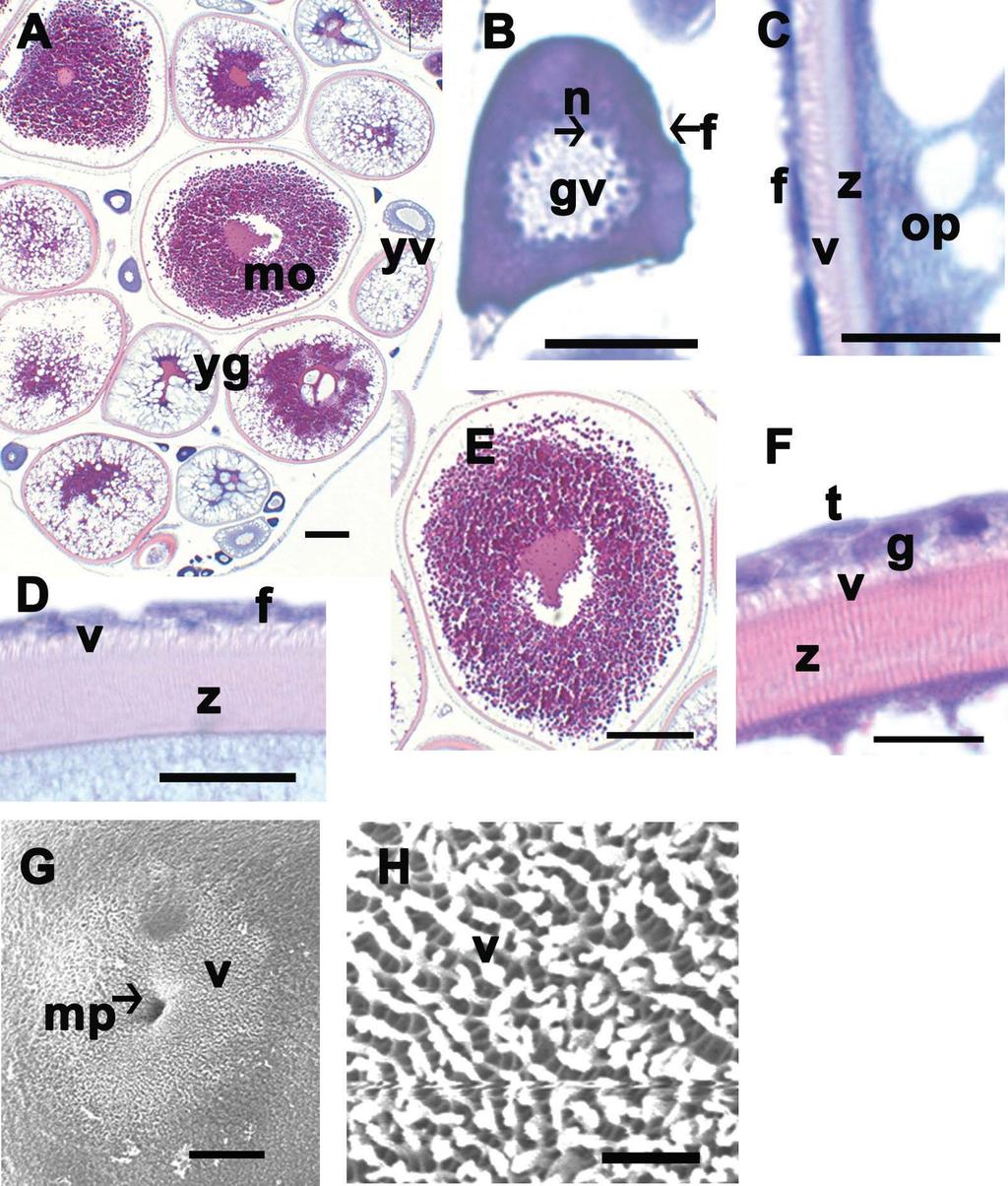 돌상어의난자형성과정과난막의형태 181 Fig. 2. Photos of a light microscopy (A-F) and a scanning electron microscopy (G and H). A-F, Transverse section with hematoxylin and eosin staining.