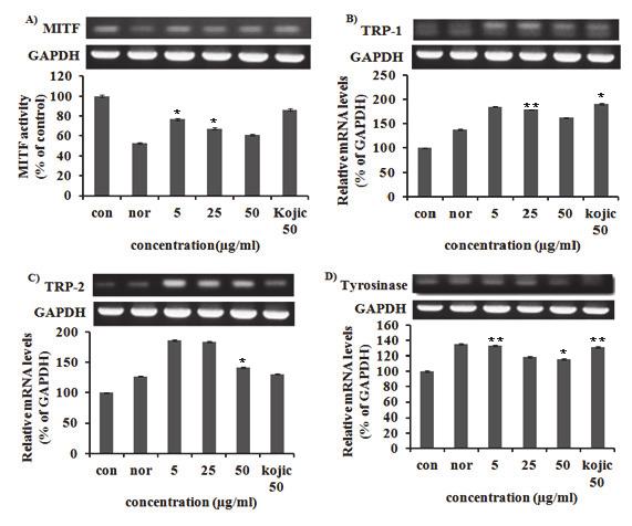 MITF, TRP-1, TRP-2, tyrosinase 의 mrna 발현측정결과 산약추출물의 melanin 합성에관계된주요효소인 MITF, TRP-1, TRP-2, tyrosinase 의 mrna 에미치는영향을알아보기위하여멜라노마세포 (B16F10) 에 5, 25, 50 µg/ml 의농도별로처리한후 24 시간뒤에 reverse