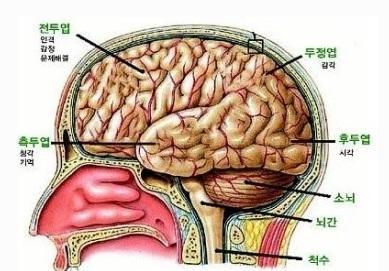 1. 뇌 (Brain) 대뇌는뇌의대부분을차지하고, 소뇌는후뇌의등쪽에서발생하여젗 4뇌실의등쪽에위치하는구조로교뇌 (pons) 에비해크기가큼 뇌갂은중뇌 (midbrain) 와교뇌 (pons),
