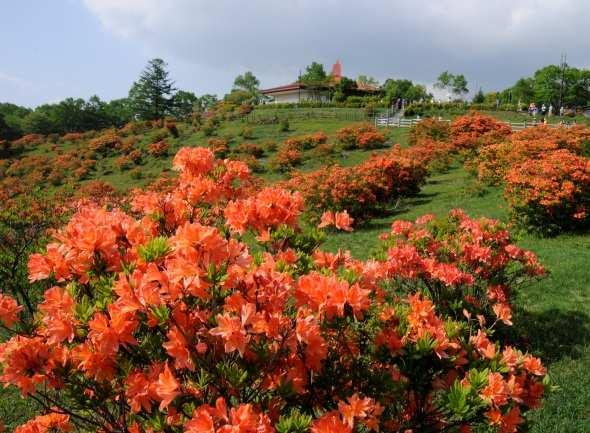 쓰쓰지가오카공원에서는 4월중순부터 5월중순에걸쳐 50종이상 만그루의철쭉이화려하게그모습을뽐냅니다.