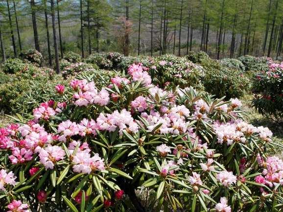 html Wisteria ( 등나무꽃 ) Rhododendron ( 석남화 ) 4 5 Rose ( 장미 ) 6 7 Japanese Iris ( 창포 ) 8 9