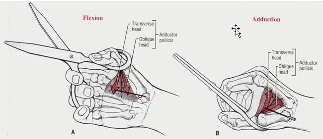 Two heads of the adductor pollicis muscle Adductor pollicis