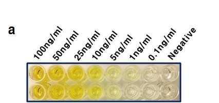 (5) test ELISA. rvlp 1 ng/ml 0.1 pg/ml serial dilution ELISA plate 4 over night incubation. Blocking step PBS 5% non fat milk 3. antibody 1:1000 PBS 2% non fat milk coating rvlp 1.