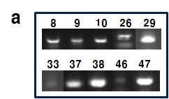 (6) RT-PCR G type (Fig 21, a). RT-PCR DNA band sequencing blast G type 10 (Fig 21, b). Fig 21.