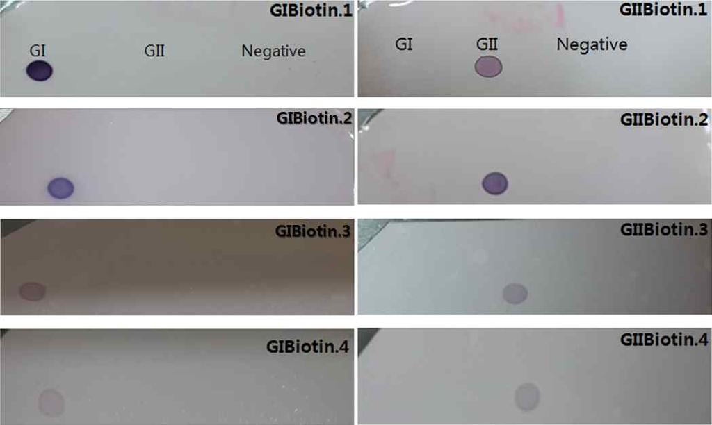 (1) ( ), genogroup cross reaction Dot-blot. G specific 4 probe G spot G Negative spot.