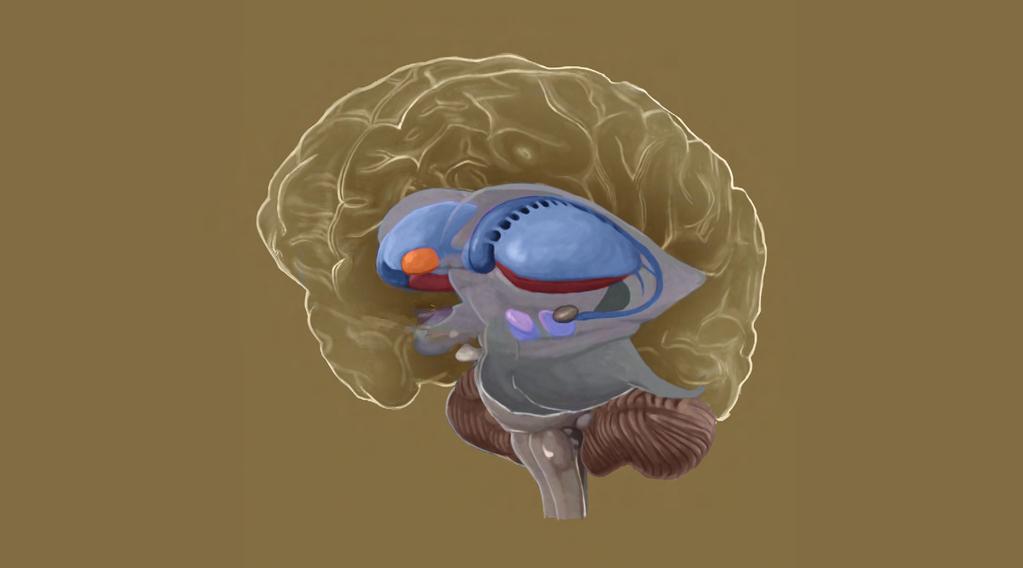 PART Brain, Head & Neck Overview of brain Caudate nucleus Nucleus