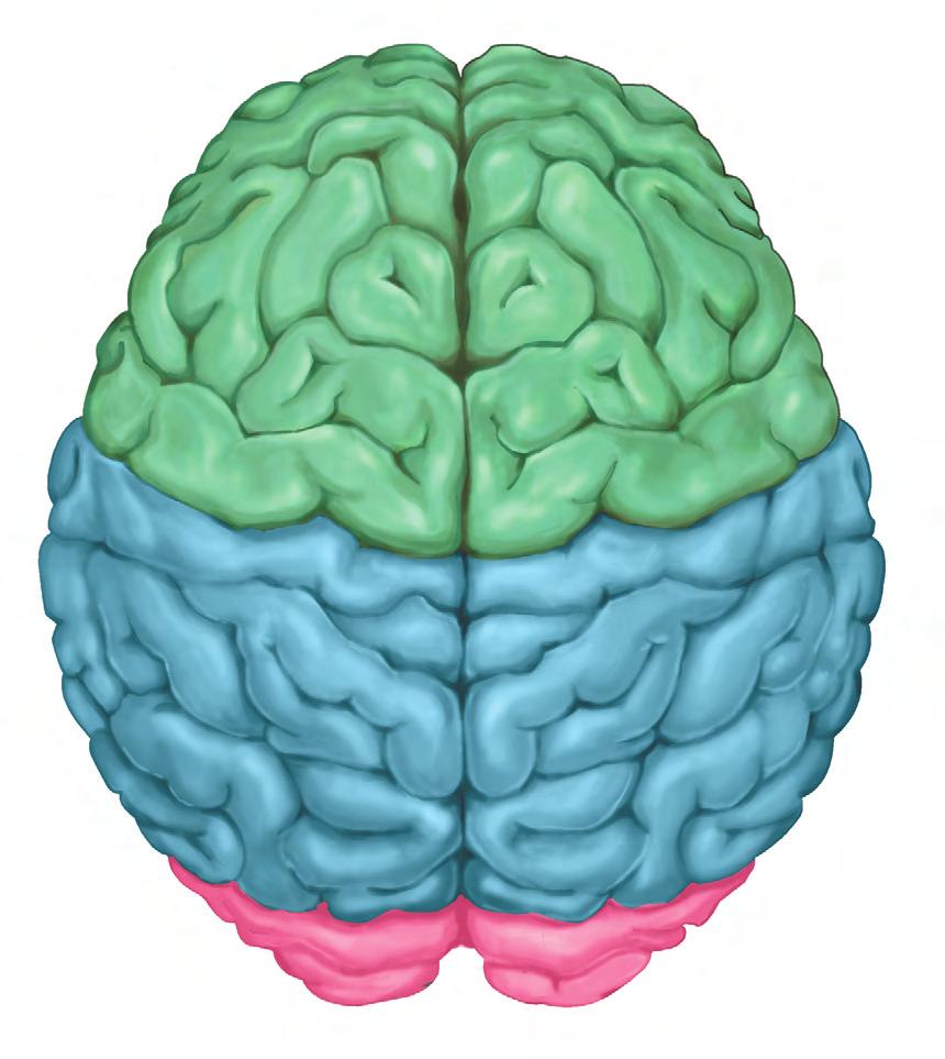 0 Chapter II CT MRI Brain surface anatomy Right cerebral hemisphere Left cerebral