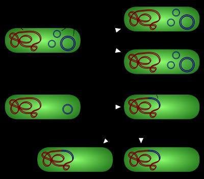 ips 세포유도매개체 : plasmid 플라스미드 (plasmid) 를이용 :