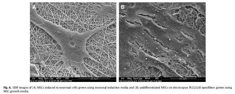 epidermal growth