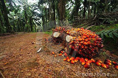 지방도골라먹어야건강!!! Palm oil 식물성이지만포화지방산함량이 51.