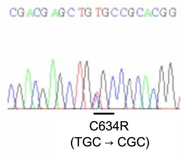 대한내분비학회지 : 제 22 권제 6 호 2007 A B Fig. 3. Genetic testing detected a mutation in codon 634 (C634R) and a polymorphism in codon 691 (G691S) of the RET proto-oncogene. Fig. 4.
