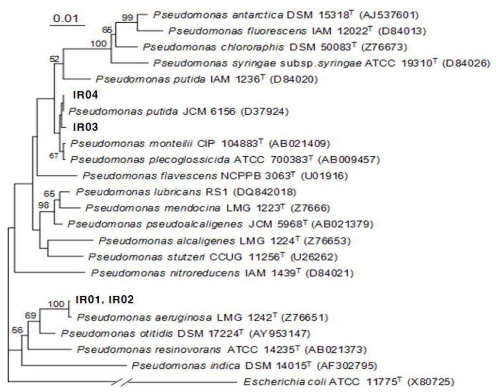 Chul Park, et al. The Characteristics of Imipenem-Resistant Bacteria 와 ERIC (5'-AAG TAA GTG ACT GGG GTG AGC G-3')를 주 로 각각 동정되었다(Figure 1). 문제작(Bioneer Co.