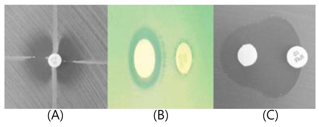 Carbapenemase 생성균주 선별검사 gel 사진을 저장하였고 Gelcompar II program (Applied Imipenem 내성 균주가 carbapenemase를 생성하는가를 알아 Maths, Belgium)을 이용하여 band pattern 간 유사도를 결정 보는 Hodge 변법 시험결과 균주 모두 양성반응을 보였고(Figure 하였으며,