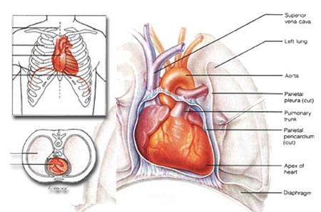 2. 심장 사람의가슴속에서끊임없이움직이고있는심장은생명을유지하는데있어서가장중요한신체기관 (organ) 이다. 심장은혼자서는그기능을다할수가없으며, 혈관 (vessel), 혈액 (blood) 과함께작용하여밤낮없이지속적으로산소와영양분을공급받으며끊임없이펌핑 (pumping) 작용을한다.