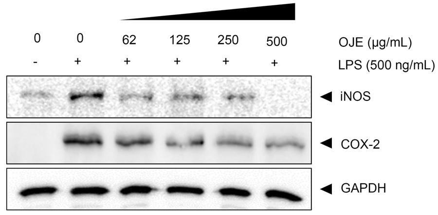 또한, pro-oxidant나 pro-inflammatory stimuli에의해 Fig. 2. Effect of Oenanthe javanica ethanol extract (OJE) on LPS-induced NO production in RW 264.7 cells.