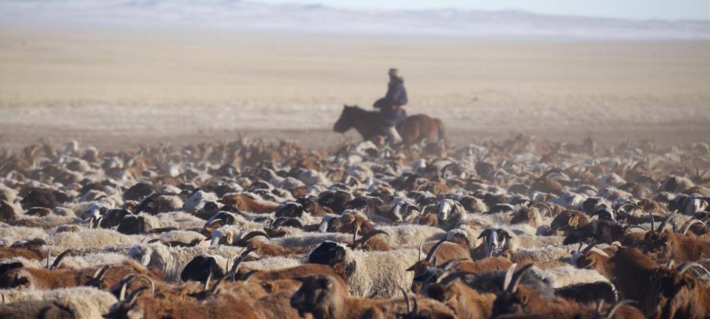 From Mongolian cashmere to garments 몽골의캐시미어는혹독한겨울이지나고난 3~5월, 산양들이털갈이를하는시기에유목민들이수작업으로하나하나산양의털을빗어서채취합니다. 이렇게모아진캐시미어원모들을유목민들과의직거래를통해구입합니다.