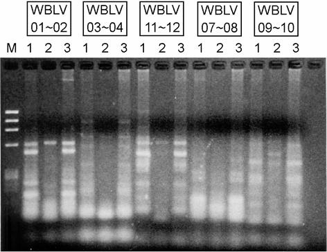 Fig. 2. Preliminary PCR results with various primers for Korean-type BLV pol gene detection. The used primers were WBLV 01~02, WBLV 03~04, WBLV 07~08, WBLV 09~10, WBLV 11~12.