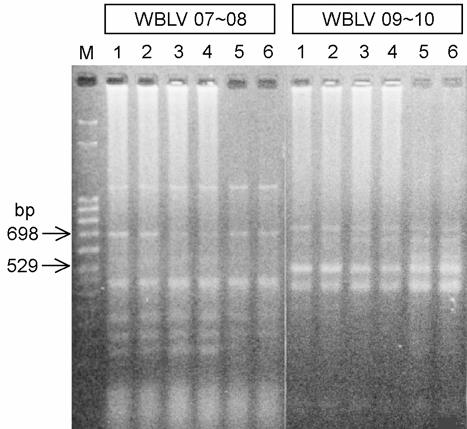 Lane 3 represents the PCR product using FLK-BLV DNA as a positive control. A 해실시하였다. 결과및고찰 1. 한국형 BLV 의 pol gene 검출을위한 PCR 최적화 Primer의염기서열은 BLV pol gene 전체영역 (2,559 bp, Fig.