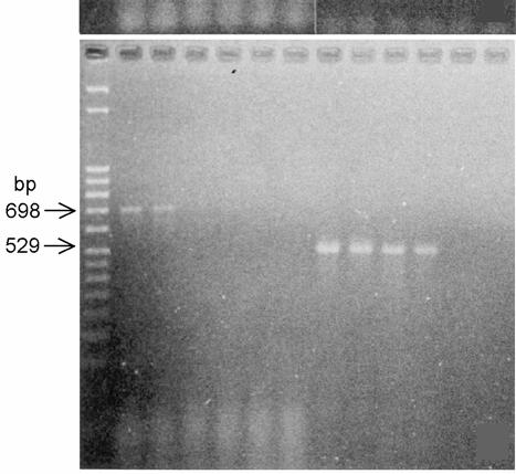 BLV 가감염된 PBMC 의 DNA를 PCR할때사용된각각의 primer와얻어진밴드의크기는 WBLV 01~02 ( 밴드크기 618 bp), WBLV 03~04 (716 bp), WBLV 05~06 (555 bp), WBLV 07~08 (698 bp), WBLV 09~10 (529 bp) 등이며, 이중 WBLV 05~06은 WBLV 11~12 (607 bp)
