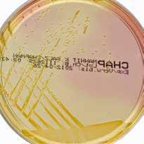at 20 24 C Staphylococcus aureus ATCC 6538 18 24 hr.